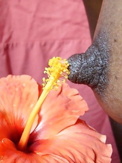 African Goddesses Sexy Ebony Babes